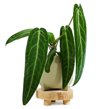 Anthurium warocqueanum: cuidados del anturio reina