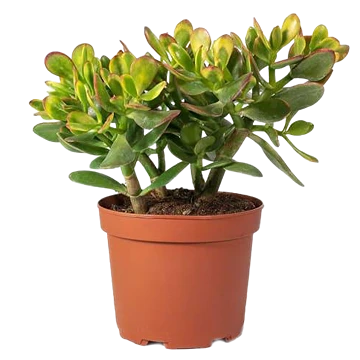 Ejemplar de Crassula ovata o árbol de jade con hojas carnosas de borde rojizo
