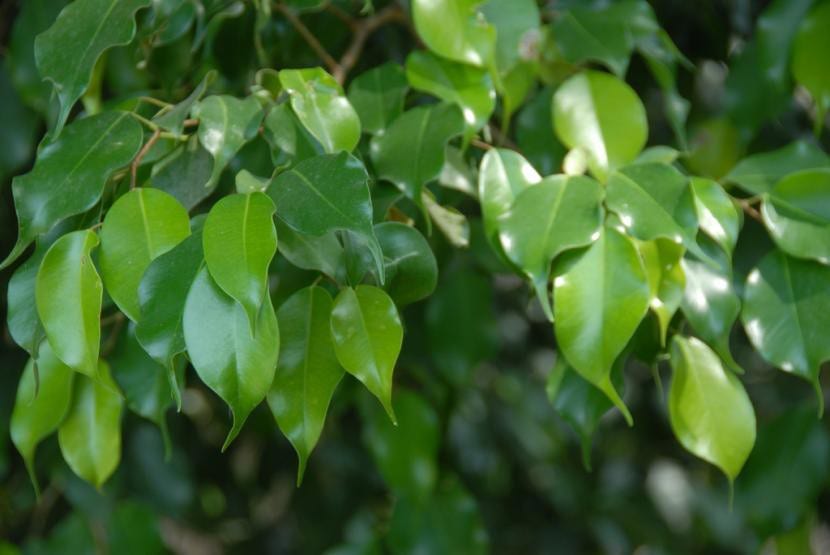 Árbol de Ficus benjamina