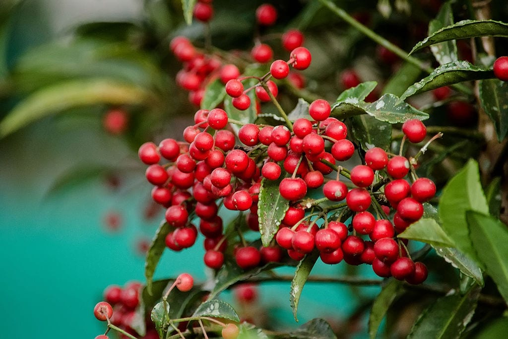 Ardisia crenata: cuidados y frutos rojos todo el invierno
