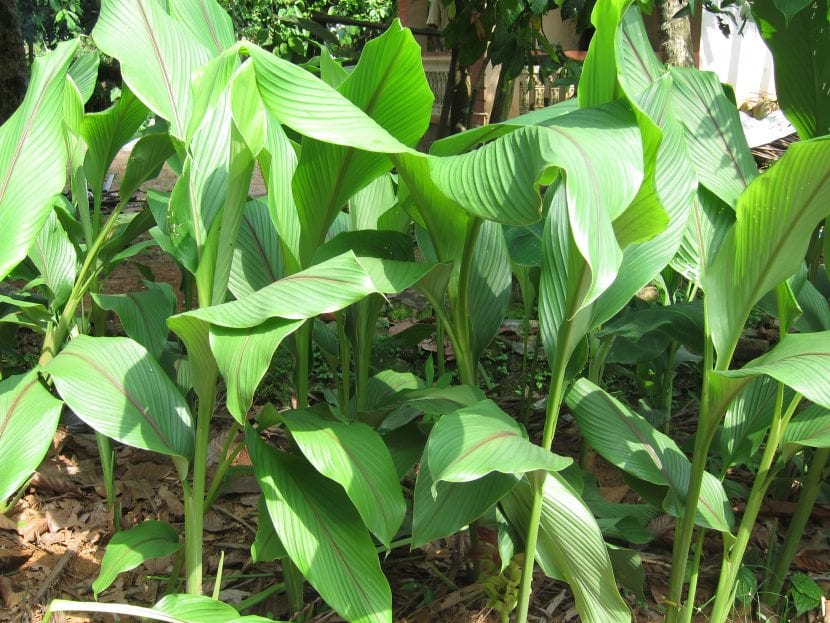 El arrurruz es una herbácea perenne