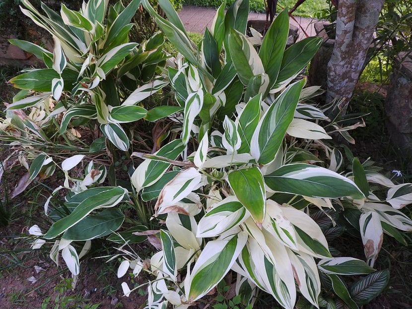 Vista de la Maranta variegada