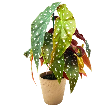 Begonia maculata: cuidados, poda y esquejes que funcionan