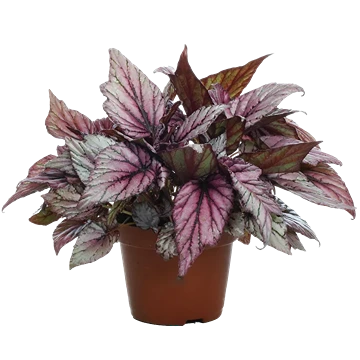 Begonia rex: cuidados, rizoma y multiplicación por hoja
