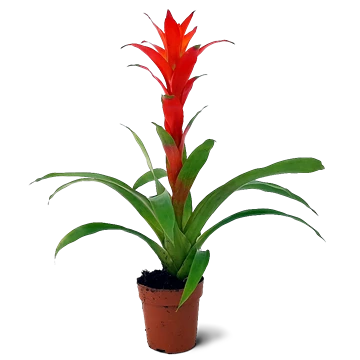 Roseta de Guzmania lingulata con brácteas rojas formando un cono central