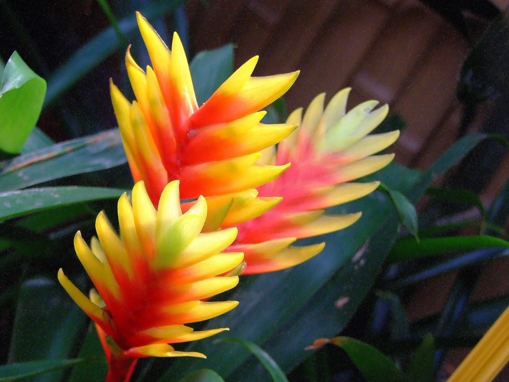 Roseta de Vriesea con su espiga floral