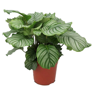 Hoja redonda de Calathea orbifolia con franjas plateadas sobre verde