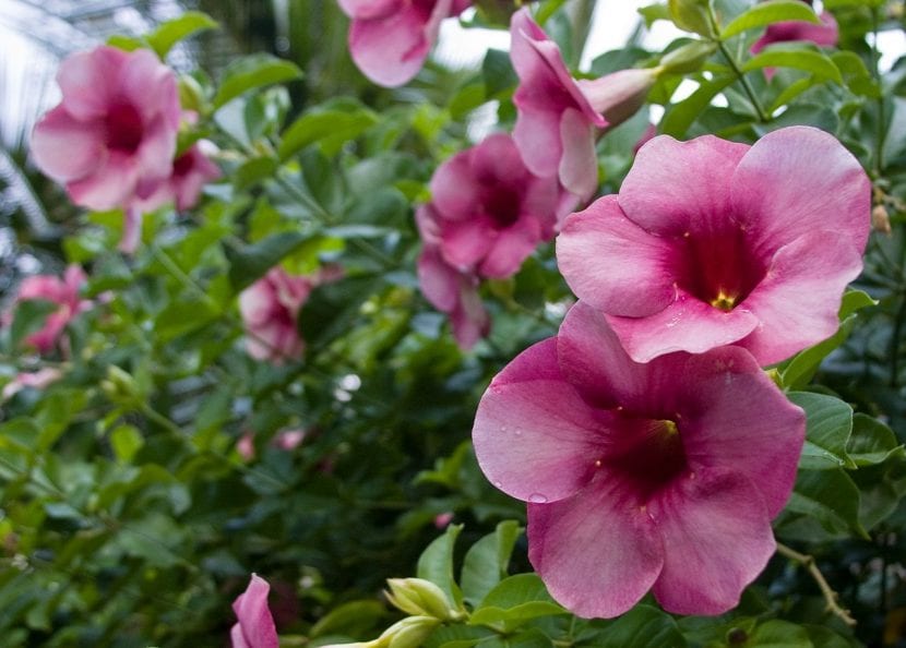 Hojas y flores de la Allamanda blanchetii