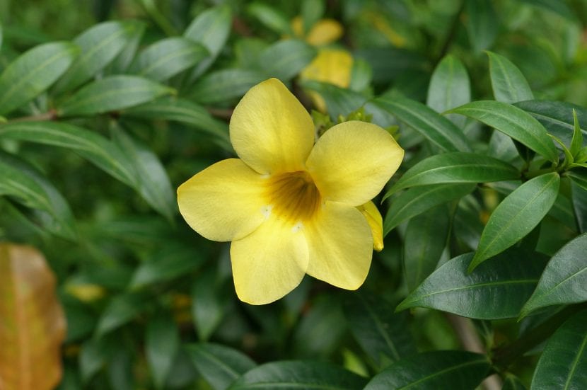 Una preciosa planta de Allamanda cathartica en flor