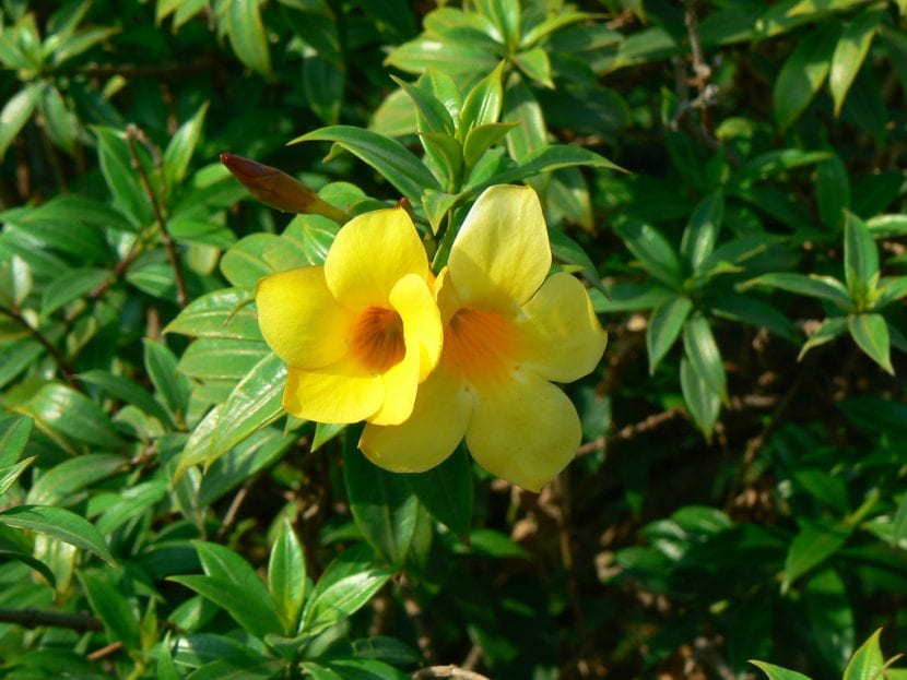 Planta de Allamanda en flor