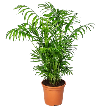 Chamaedorea elegans o palmera de salón con frondes verdes en maceta de interior