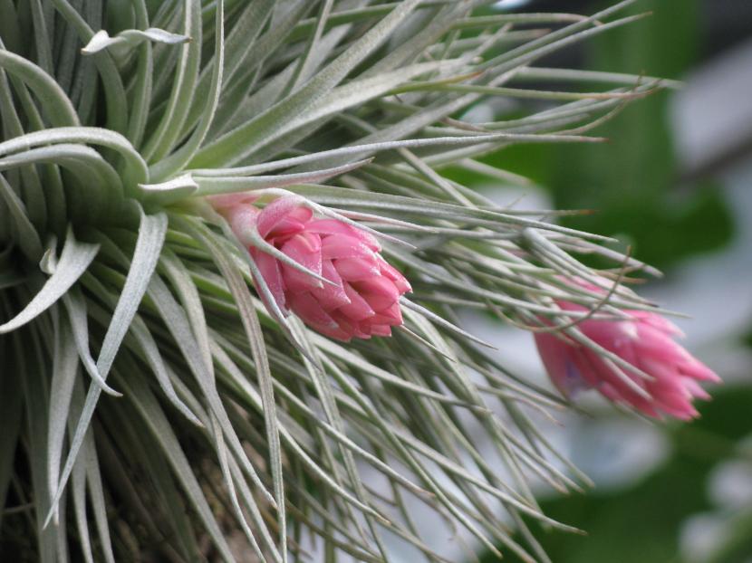 Clavel del aire (Tillandsia): cultivo sin tierra paso a paso