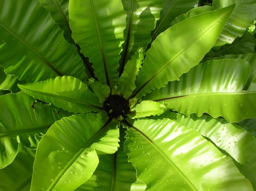 Cuidados de las plantas de interior de hoja grande