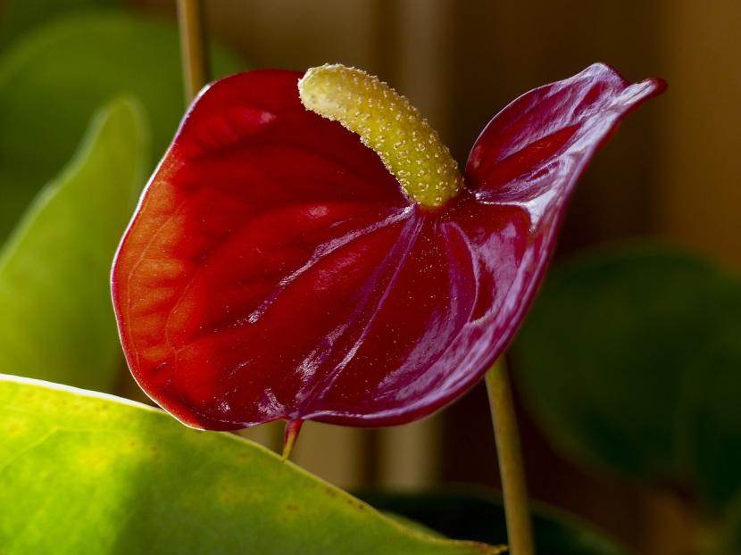 Anthurium