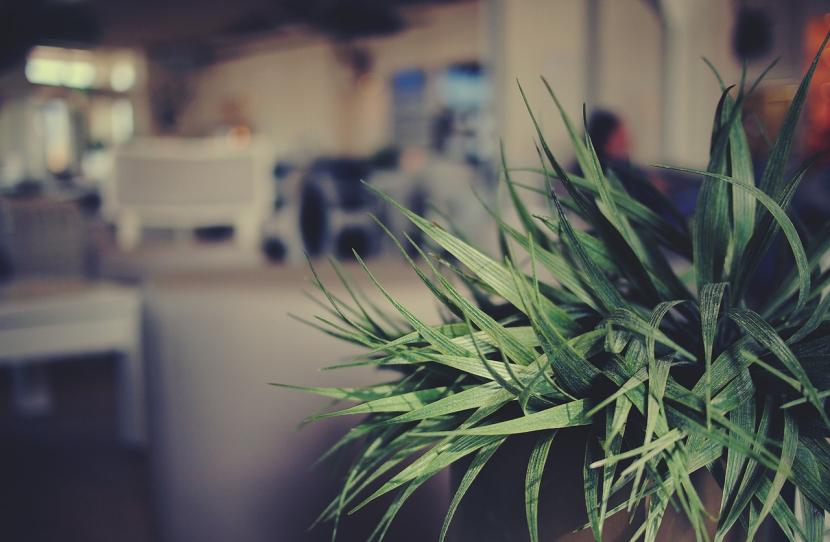 Plantas de interior