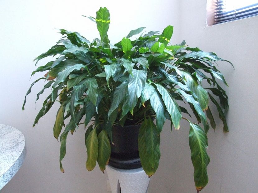 Planta de interior Spatiphyllum wallisii