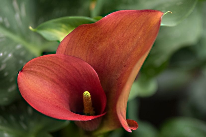 Anthurium en flor