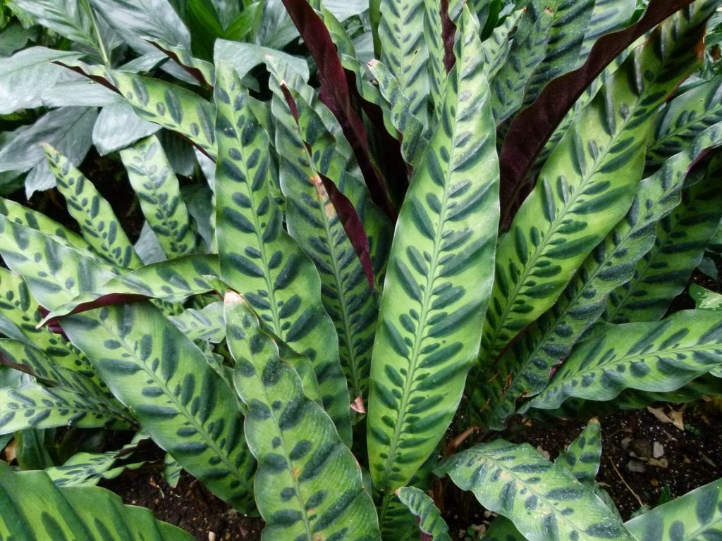 Cuidados de las plantas de interior: luz, riego y humedad