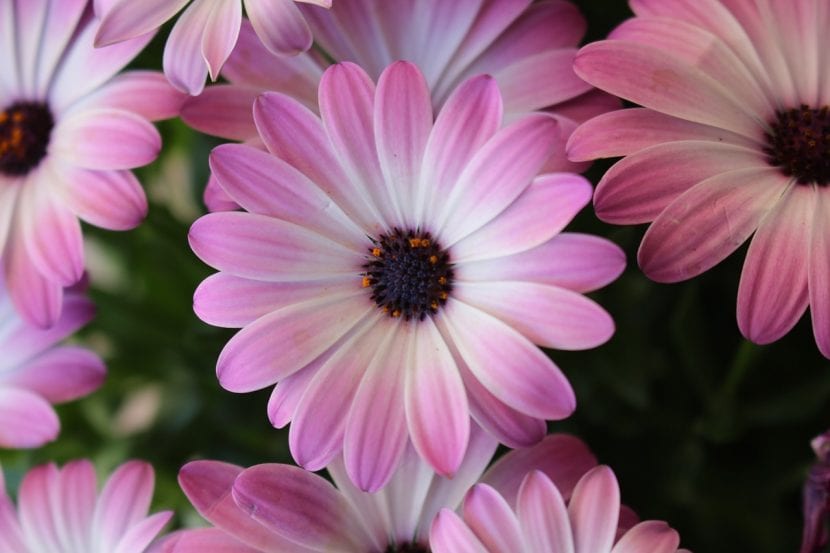 Dimorfoteca de flor rosa y blanca