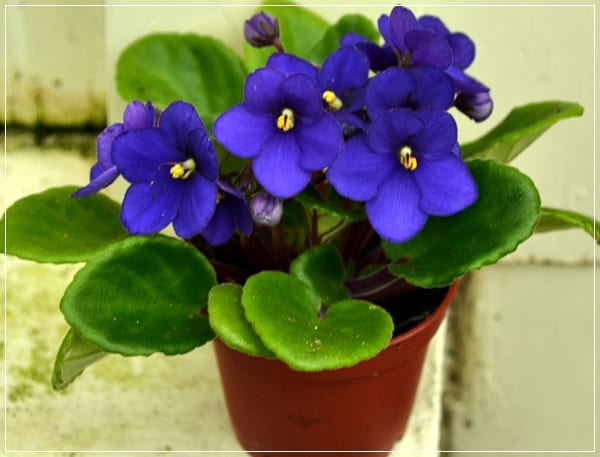 Violeta africana