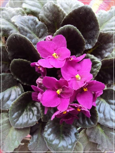 Violeta africana: guía de cuidados para que florezca