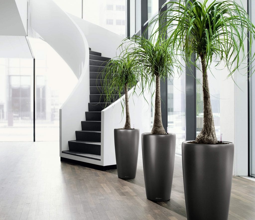 Diseño de interiores con plantas