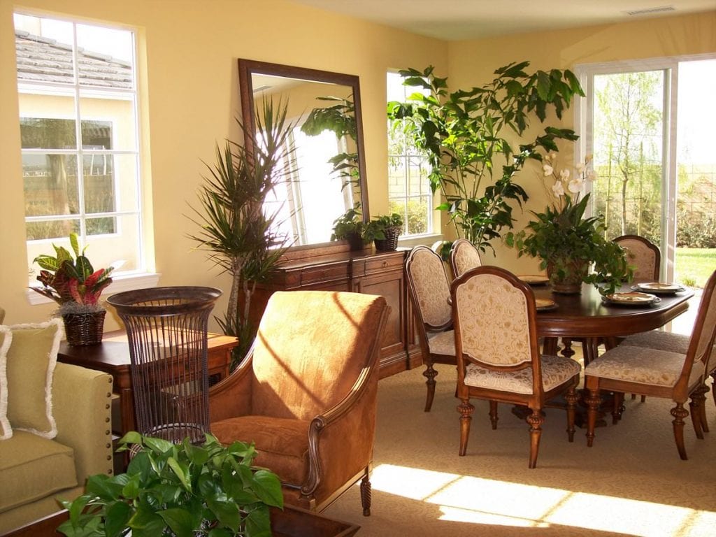 Plantas en casa