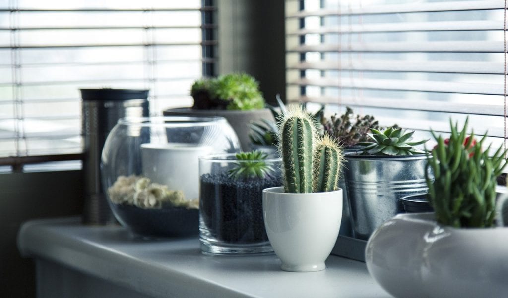 Suculentas en habitación