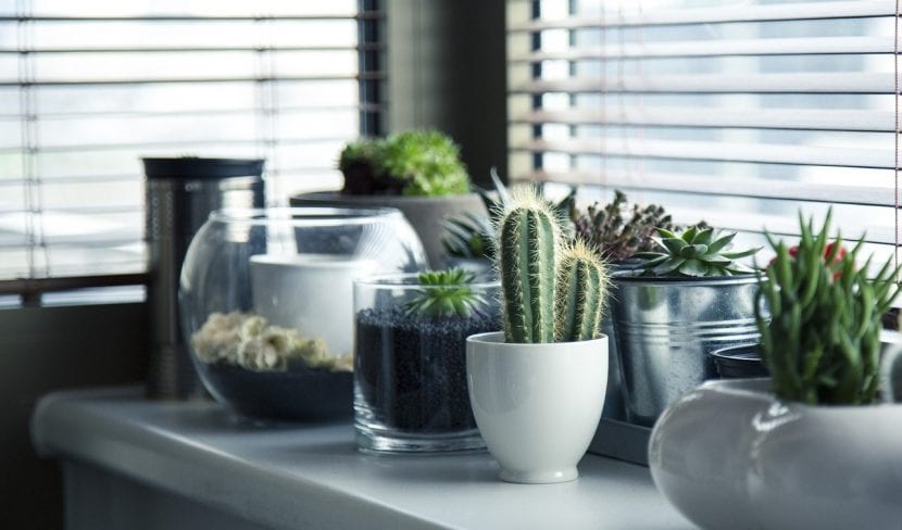 Suculentas decorando una habitación en macetas pequeñas