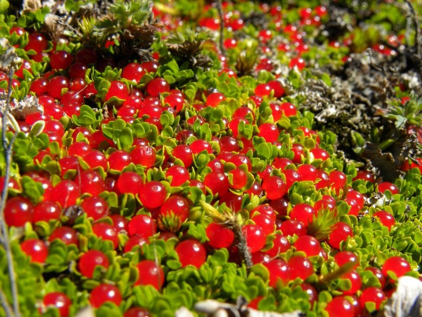Planta Nertera granadensis