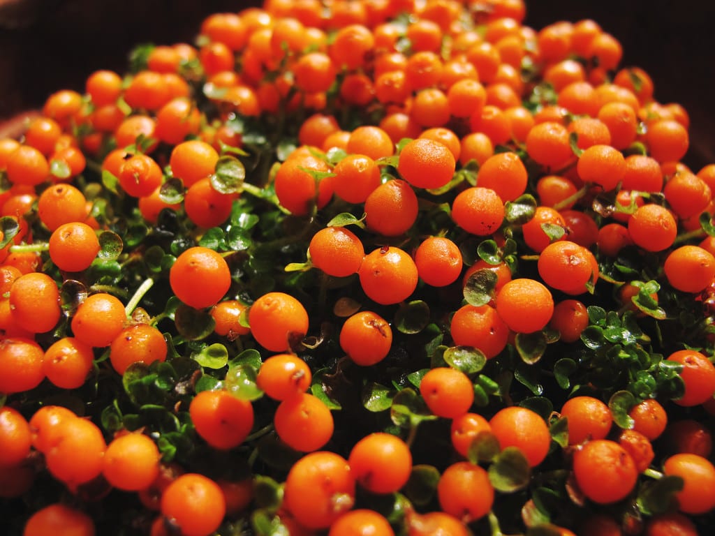 Nertera granadensis: cuidados de la planta de bayas naranjas