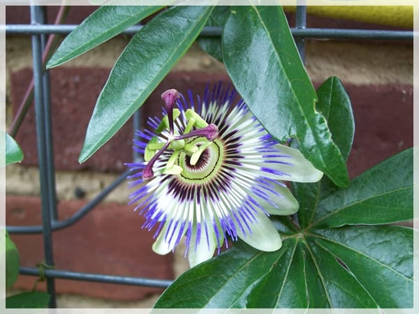 Pasiflora