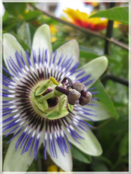 Cómo hacer que la pasiflora florezca: luz, abono y poda