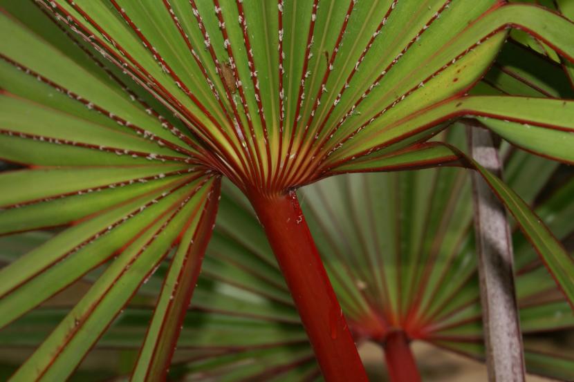 Latania lontaroides
