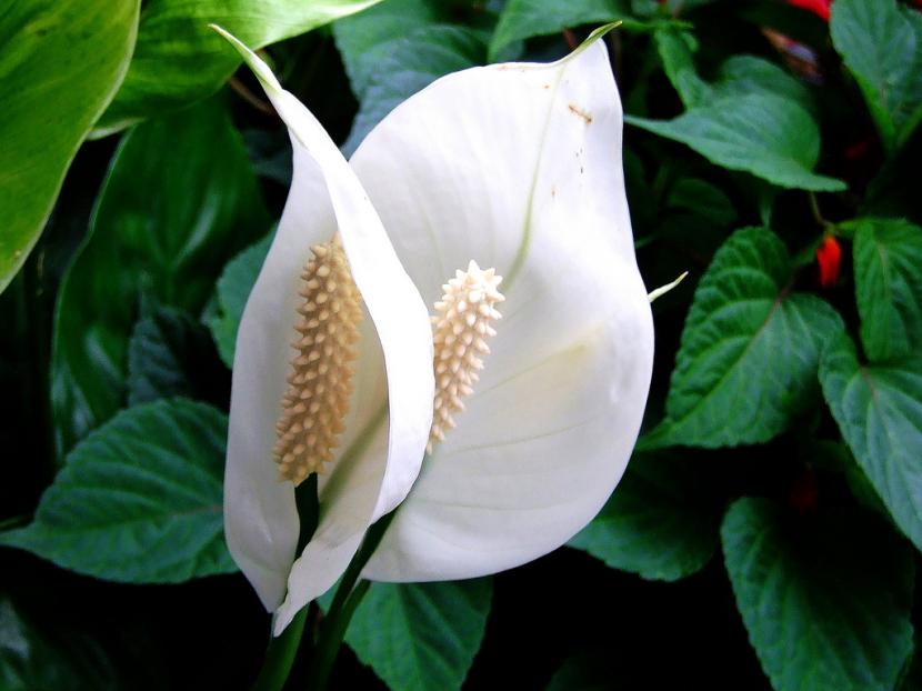 Spatiphyllum