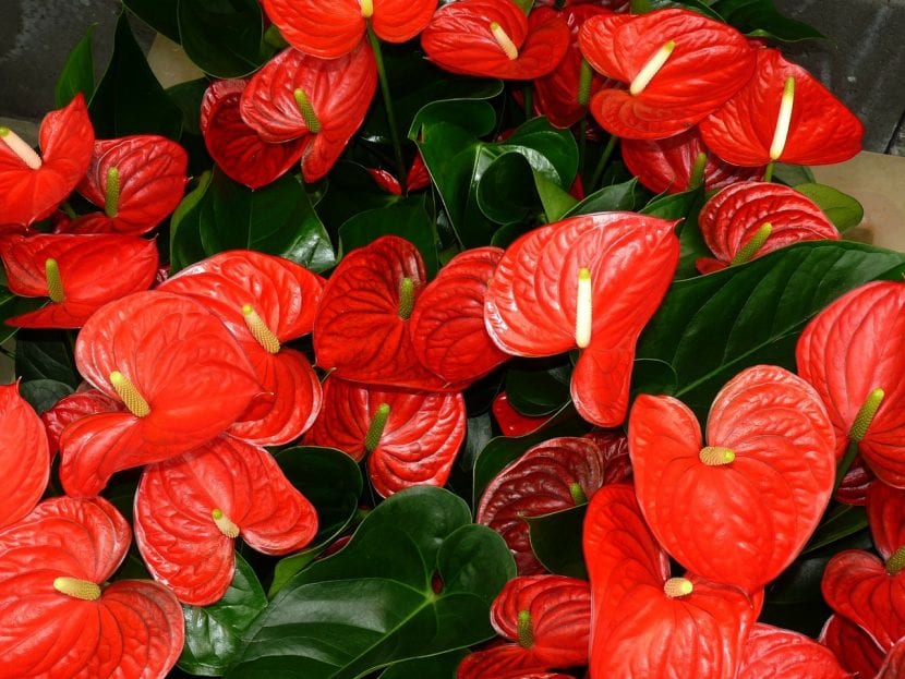 Protege del frío tus plantas de interior