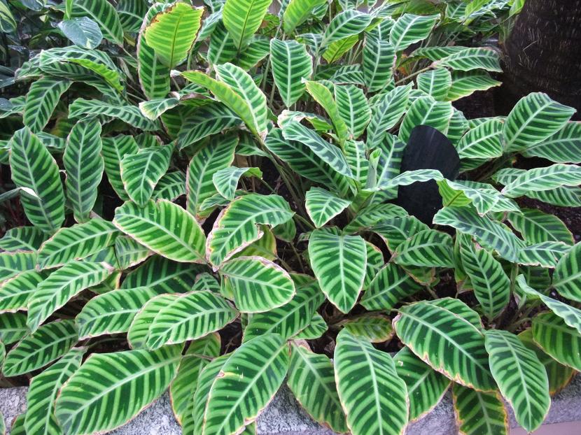 Cómo distinguir una planta de interior de una de exterior
