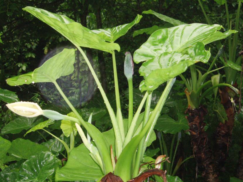Alocasia macrorrhiza