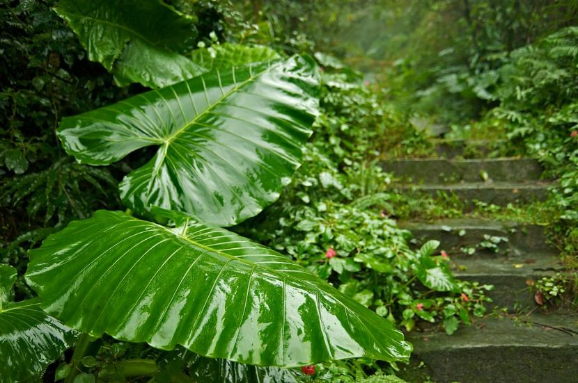 Hojas de la Alocasia macrorrhiza