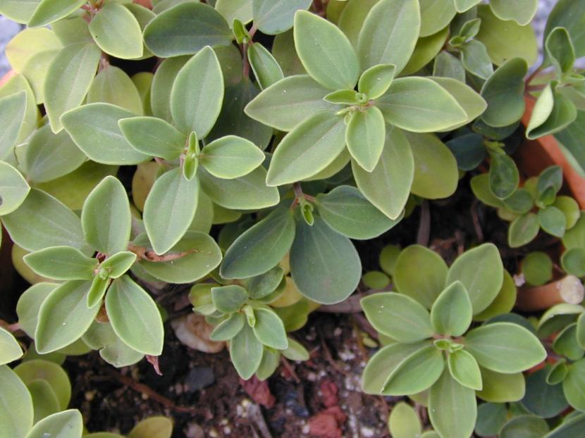 Peperomia blanda