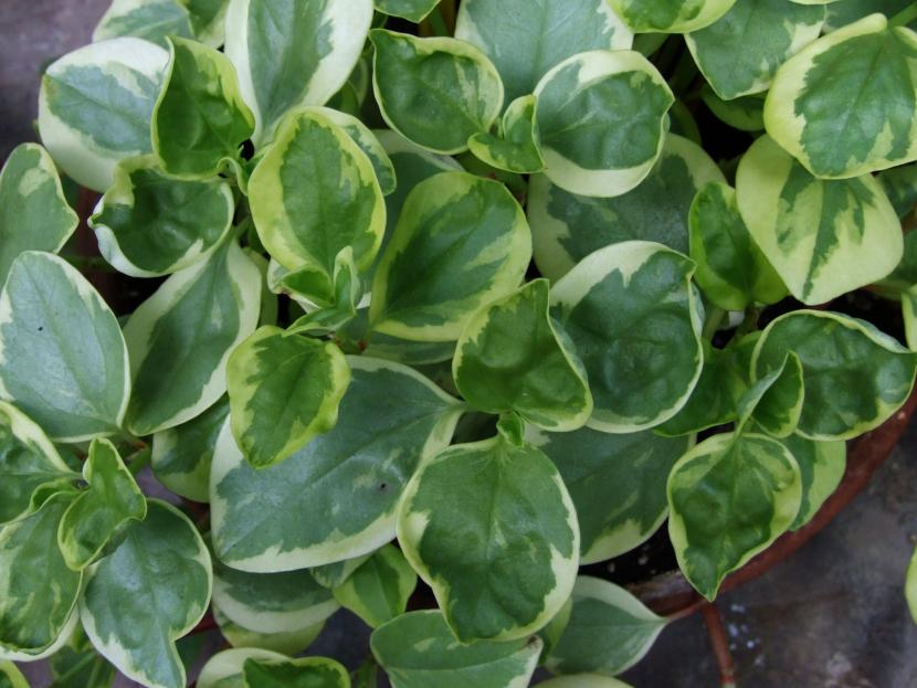 Peperomia glabella 'Variegata'