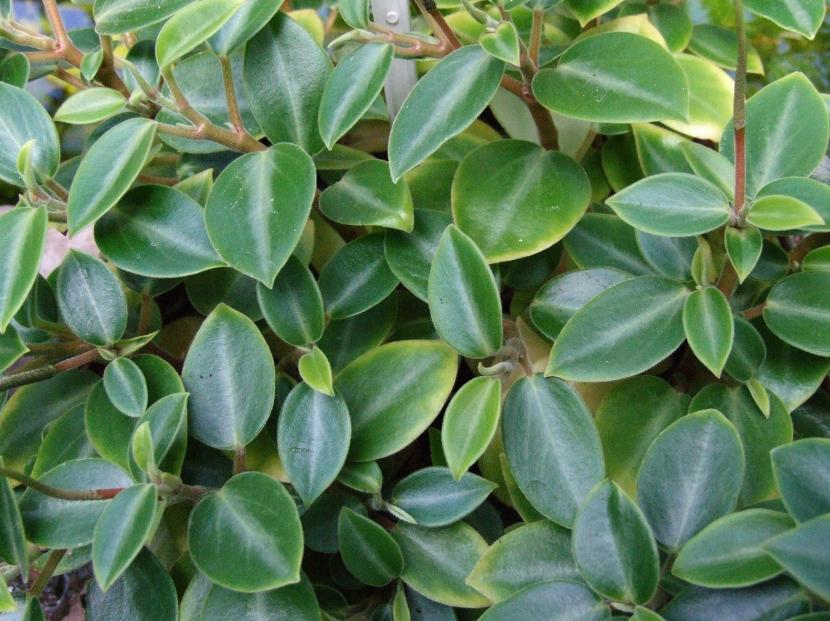 Peperomia orba