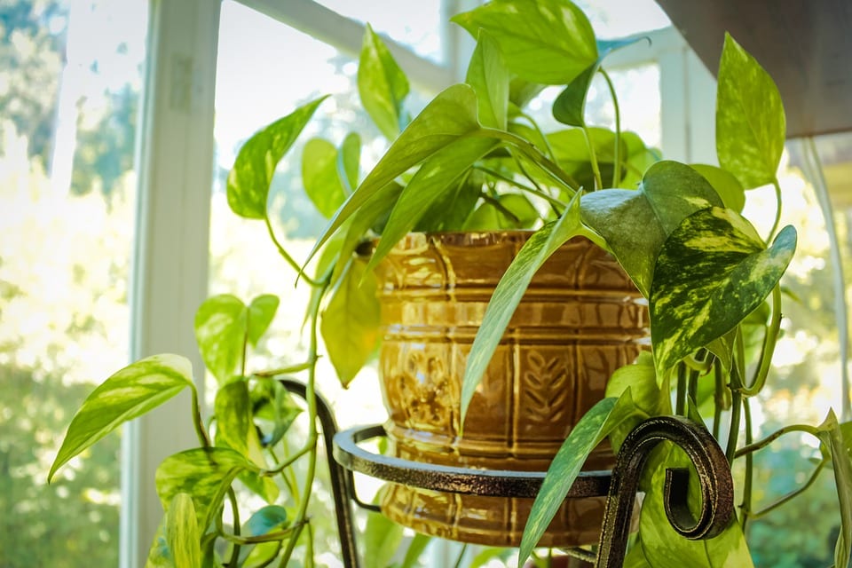 Cuidados de las plantas de interior en casa paso a paso