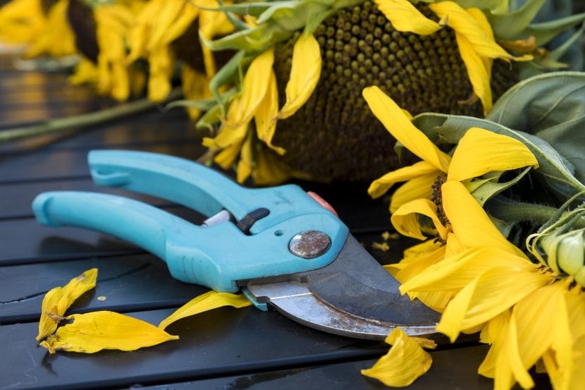 Tijeras de poda para plantas