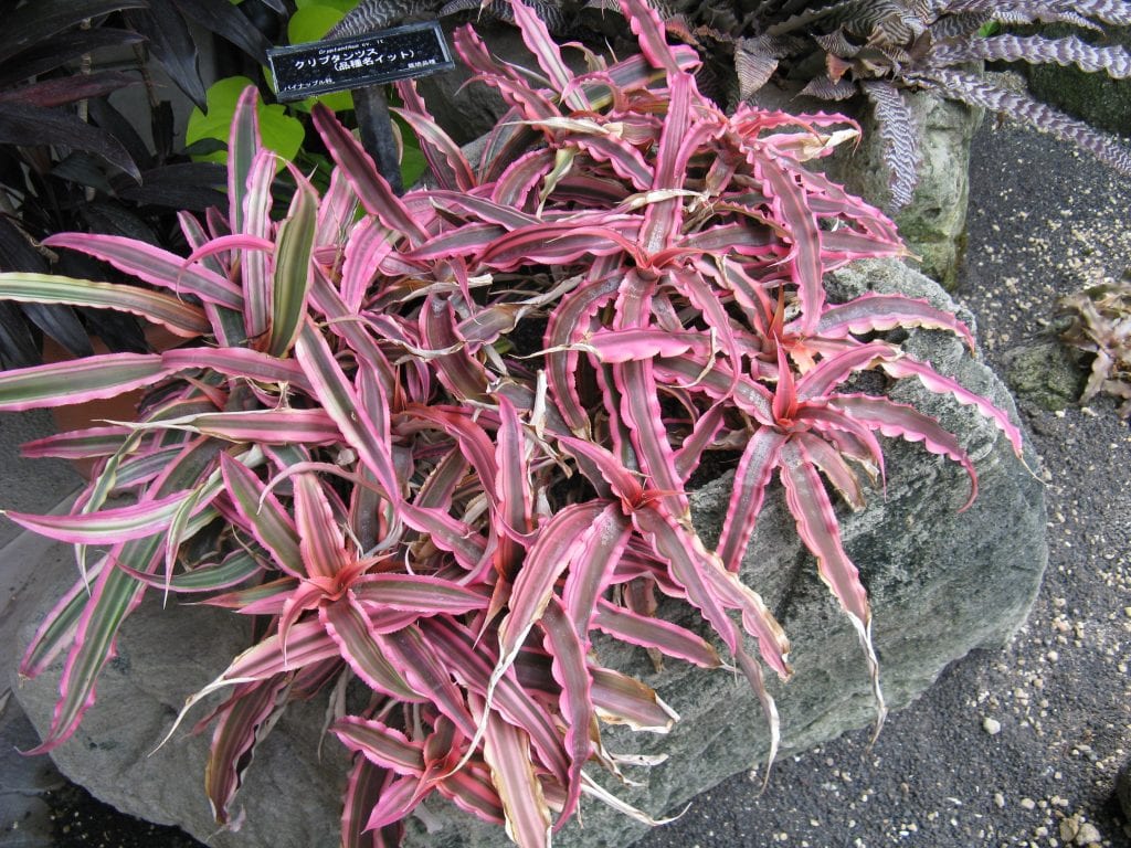 Cryptanthus cv It