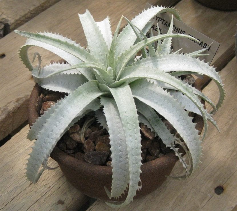 Cryptanthus warasii