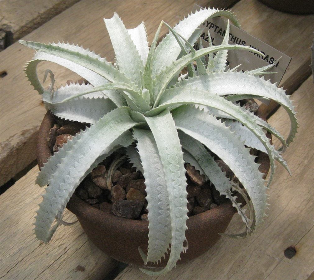 Criptanto (Cryptanthus): la bromelia que no se riega en el centro