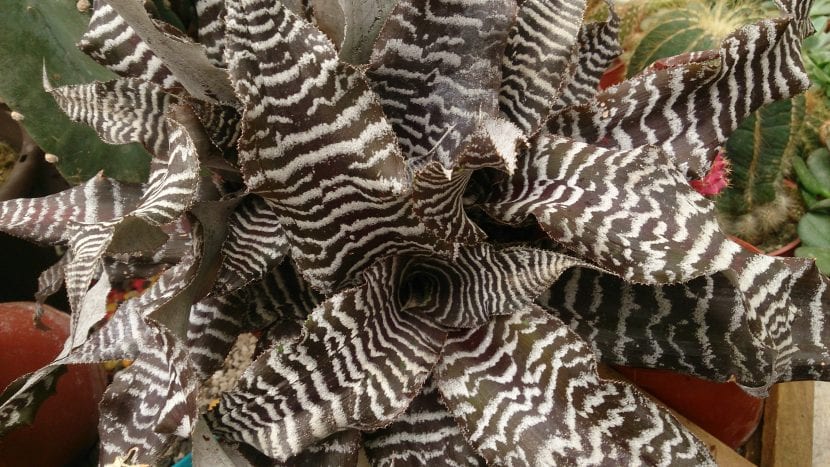 Cryptanthus zonatus con las bandas transversales características