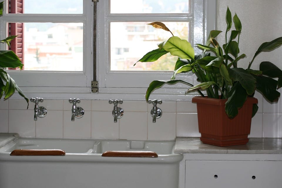 Mejores plantas para el baño: con ventana y sin ella