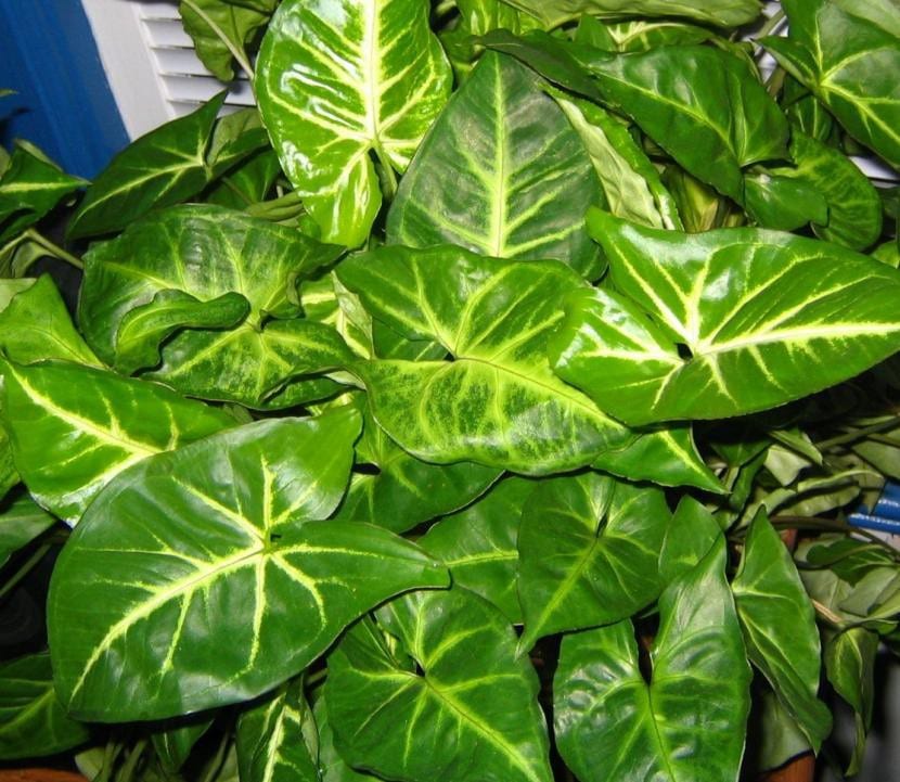 Ejemplar de Syngonium